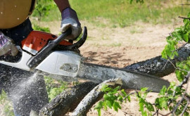 Ecodava încurajează curățarea arborilor pentru a evita tragediile