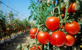 Ученые генетически отредактировали помидоры получив веганский источник витамина D