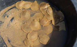Sute de pui de broască ţestoasă gigantică asiatică eliberaţi în fluviul Mekong