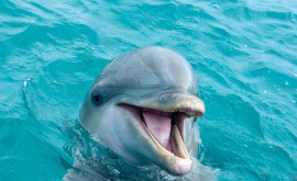 Дельфины лечат свою кожу трением об особые кораллы и губки
