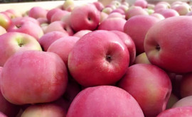 В апрелемае Республика Молдова экспортировала более 60 тысяч тонн яблок