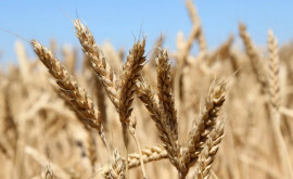Герчу Урожай пшеницы будет меньше прошлогоднего на 3035