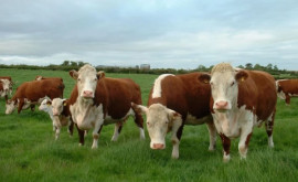 Срок подачи заявок на получение субсидий на скот истекает 10 июня