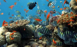 Recifele de corali generează un sunet ascuns sub apă care near putea ajuta să le salvăm