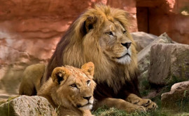 Doi lei au scăpat din cușcă la Grădina Zoologică din Rădăuți Oamenii din zonă au primit mesaj RoAlert