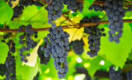 В Молдове ожидается богатый урожай столового винограда