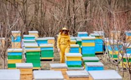 Молдавские женщиныпчеловоды Как развить своё дело в традиционно мужской сфере