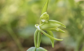 O specie rară de orhidee care nu a mai fost văzută din 1902 redescoperită