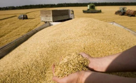 Боля Комиссия по чрезвычайным ситуациям примет решение о снятии запрета на экспорт пшеницы