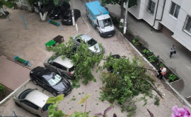 Vîntul a făcut ravagii în Chișinău Mai multe crengi au căzut peste mașini