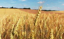 Запрет на экспорт пшеницы из Молдовы снят