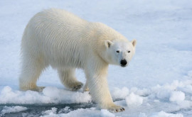 A fost descoperit un grup secret de urși polari ascuns de secole în Groenlanda