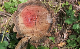 В Бричанах незаконно спилили более 30 деревьев