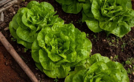 Зеленый салат должен обязательно присутствовать в рационе пожилых людей