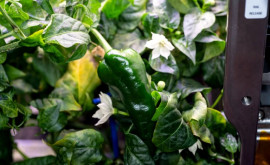 Astronauții NASA recoltează legume delicioase în spațiu fără sol