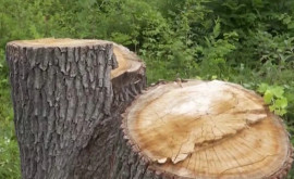 В национальном парке Оргеева срубили вековые дубы