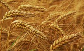 В Еврокомиссии считают что урожай пшеницы в ЕС будет ниже ожидаемого