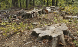 За незаконную вырубку деревьев в Кишиневе наложен штраф в размере более 12 тысяч леев