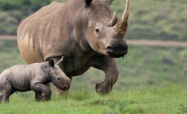 Primii rinoceri albi din ultimii 40 de ani întrun parc natural din Mozambic