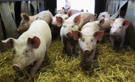 Румыния производство свинины снижается изза свиной чумы