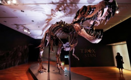 Un schelet complet de dinozaur din specia Gorgosaurus va fi vîndut la licitaţie la New York