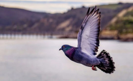 На британских и ирландских островах найдены дикие предки сизого голубя