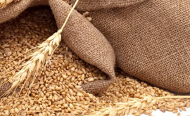 Previziunile FAO pentru producția mondială de cereale 
