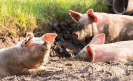 Очередная вспышка африканской чумы свиней зарегистрирована в Молдове