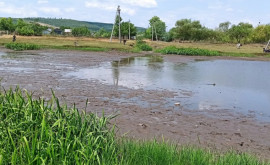 Catastrofă ecologică Inspectorii de mediu au constatat pieirea în masă a peștelui în rîul Răut