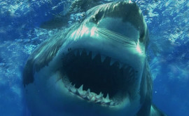 Самые опасные акулы начали вырастать до аномальной длины