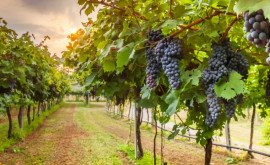 Урожай столового винограда в этом году снизится