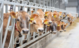 Закон о животноводстве приведен в соответствие с законодательством Евросоюза