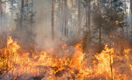 Incendiu de vegetație la Bălți