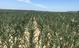 Кукурузные поля на севере страны уже не спасти от засухи