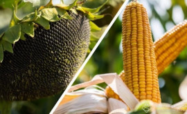 Фермеры жалуются на низкий урожай кукурузы и подсолнечника