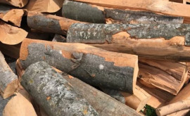 Платформа DA требует у правительства разъяснений по поводу обеспечения населения дровами