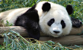 В Болгарии обнаружили окаменелые останки последних панд Европы