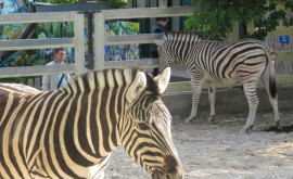 Copiii din familii nevoiașe vor beneficia de excursii gratuite la Grădina Zoologică din capitală