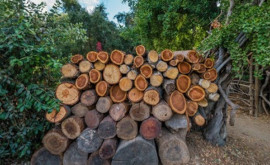 Moldsilva уверяет что доставит необходимое количество древесины в лесхозы