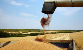 СелекцияБельцы сообщает об урожайности некоторых сортов пшеницы в 79 тонн с гектара