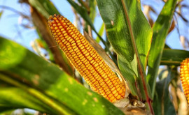 В этом году урожай кукурузы в ЕС будет рекордно низким