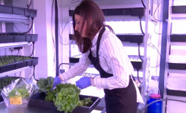 Органическая агрикультура бизнесвумен из Калараша выращивает овощи при помощи солнечных панелей