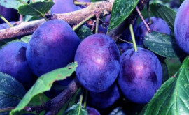 Fermierii au reușit să exporte peste 3 400 sute de tone de prune timpurii moldovenești