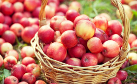 Урожай яблок страдает от неблагоприятных условий Прогнозы экспертов