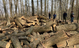 Moldsilva Запасы древесины минимальны но осенью будут проводиться более масштабные рубки
