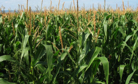 Урожай кукурузы в этом году почти в три раза ниже показателей за последние 10 лет