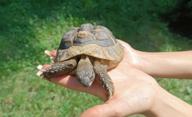 Epopeea unei broaște țestoase furate de la Zoo Explicația tînărului
