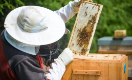 В Кагуле пройдет ярмарка пчеловодов