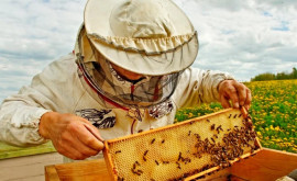 На следующей неделе в Кагуле пройдет ярмарка продуктов пчеловодства