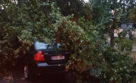 Сильный ветер в Кишиневе повалил деревья и повредил кровли домов